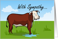 With Sympathy Sad Hereford Cow card