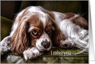 Missing You Cocker Spaniel Dog Sad Looking card