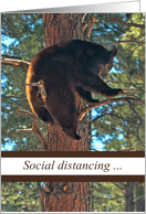 Funny Bear in Tree Social Distancing Missing You card