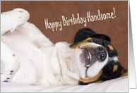 Birthday Card - Humorous Snoozing Dog card