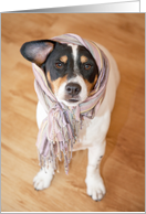 Birthday Card - Humorous Jack Russell Terrier Dog in Scarf card