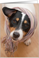 Birthday Card - Cute Jack Russell Dog Wearing Headscarf card