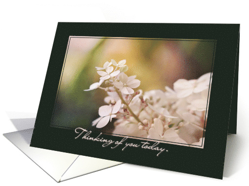 Beautiful Hydrangea - Thinking of You on Mother's Day in... (1538762)