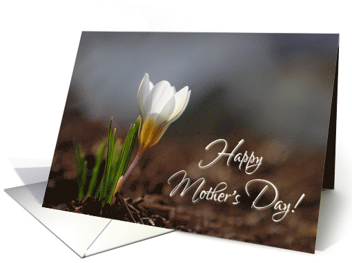 Spring Crocus in the Sunshine Mother's Day card (1762844)