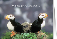 Announcement Of Divorce Puffins card