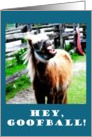 Hey Goofball! Horse Humorous Joke