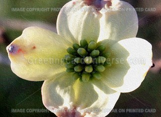 Dogwood+flower+painting