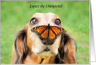 College Encouragement Expect the Unexpected Dog with Butterfly on Nose card