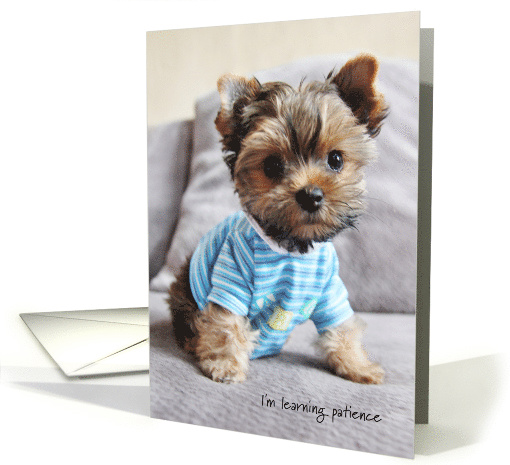 Yorkshire Terrier Being Patient for College Student Visit Humor card