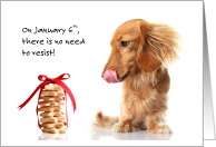 Shortbread Day January 6th No Need to Resist Long Hair Dachshund card