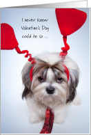 Humiliating Valentine’s Day Shih Tzu Begs College Student for Help at Home card