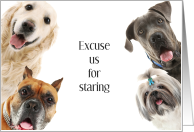 Cute Eager Dogs Welcome to the Neighborhood Excuse our Staring card