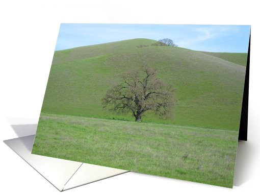 Lone Oak Tree Blank Note card (48040)