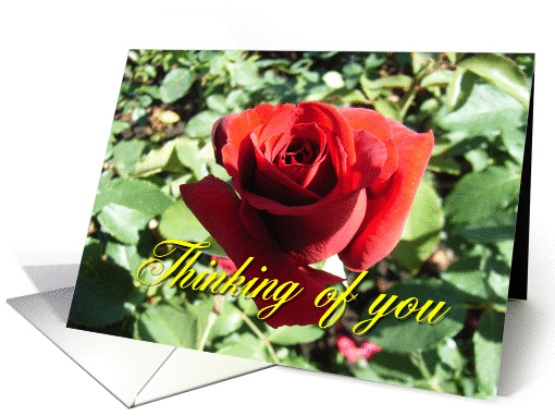 Thinking of You card (268867)