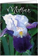 Mother’s Day Iris card