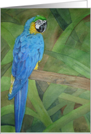 Parrot Bird Brilliant Blue card