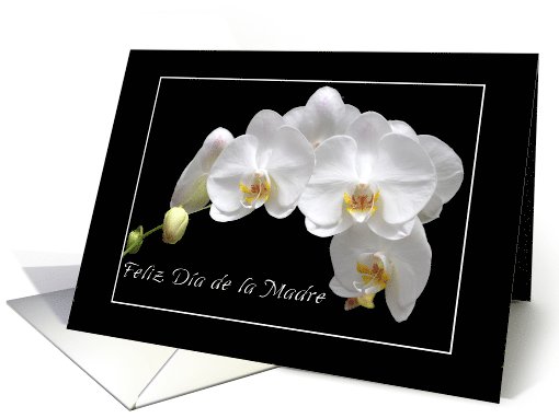 Spanish Mother's Day white orchids card (1073752)