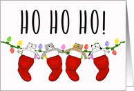 Ho Ho Ho! Cats in Christmas Stockings card