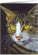 Cheeky Charlie (study of a tabby cat) card