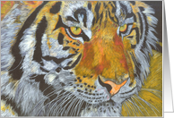 Portrait of a Tigress card