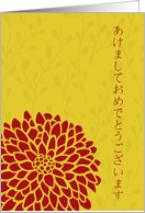 Chrysanthemum -...