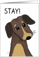 Sympathy Sorry for the Loss of Your Pet Dog Brown and Tan Dog Stay card