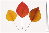 Happy Thanksgiving- Three Leaves card