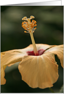 Tropical Yellow Hibiscus Card