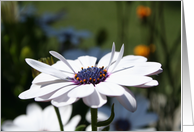 Single White Flower Blank Card