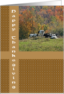 Fall Scene Cows Happy Thanksgiving Card