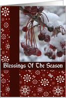 Red Berries Blessings Christmas Card