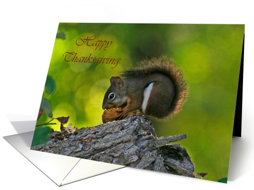 Hungry Squirrel Happy Thanksgiving card (510908)