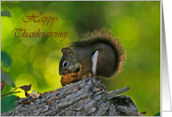 Hungry Squirrel Happy Thanksgiving Card