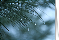 Pine Tree Christmas Card