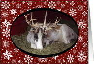 Snowflakes And Reindeer Christmas Card