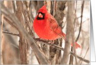 Male Cardinal Emplyoee Holiday Card