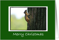 Merry Christmas Chipmunk card