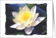 Water Lily-Thank You card