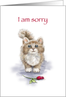 I am Sorry, Cute Cat with Sad Eyes with Rose in Front card