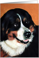 Bernese Mountain Dog Painting card