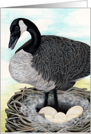 Canada Goose Painting card