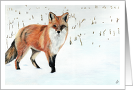Red Fox Wildlife Painting card