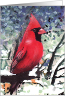 Cardinal, Blank,...