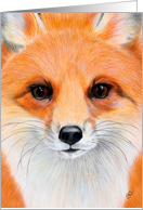 Red Fox Painting - Blank Any Occasion card
