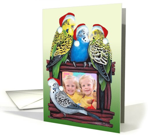 Budgie Parakeet YOUR Photo Card Here Christmas Parrot Painting card