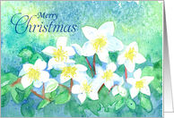 Merry Christmas Holiday Hellebore Flowers card