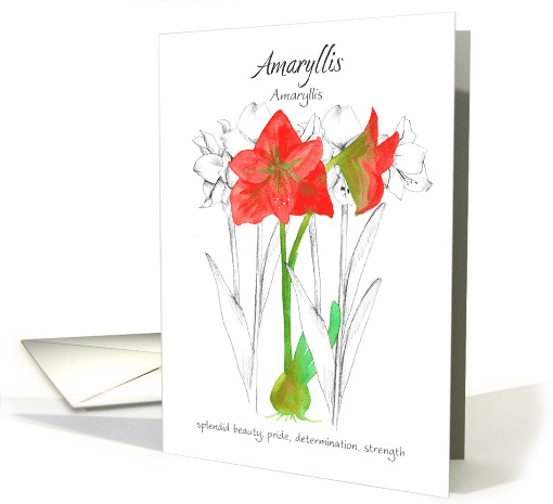 Encouragement Amaryllis Language of Flowers card (1814476)