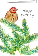 Happy Birthday Business Client Finch Bird Pine Tree card