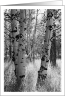 Aspen Trees Black and White Photograph card
