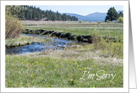 I’m Sorry Mountain Stream Yellow Wildflowers Photograph card